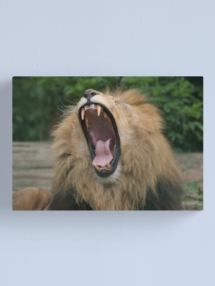 Alternate view of Lion's Roar Canvas Print