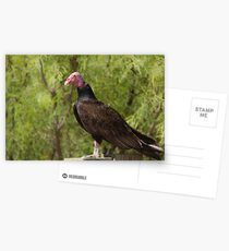 Turkey Vulture Postcards