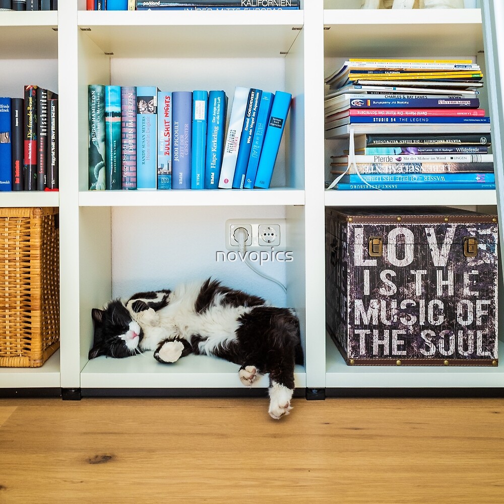 "sleeping cat in a bookshelf" by novopics Redbubble