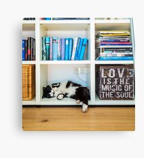 sleeping cat in a bookshelf Canvas Print