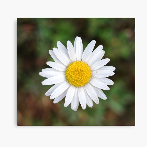 Wild Flower 00003 Canvas Print