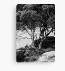 Snowgum Canvas Print