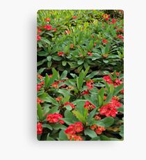 euphorbia Leinwanddruck