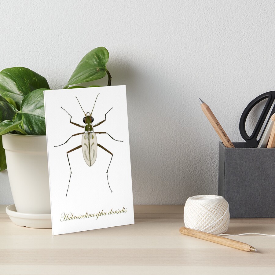 Northeastern Beach tiger beetle, Habroscelimorpha dorsalis Art Board Print