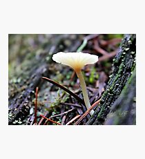 Mt. Rainier Mushroom Photographic Print