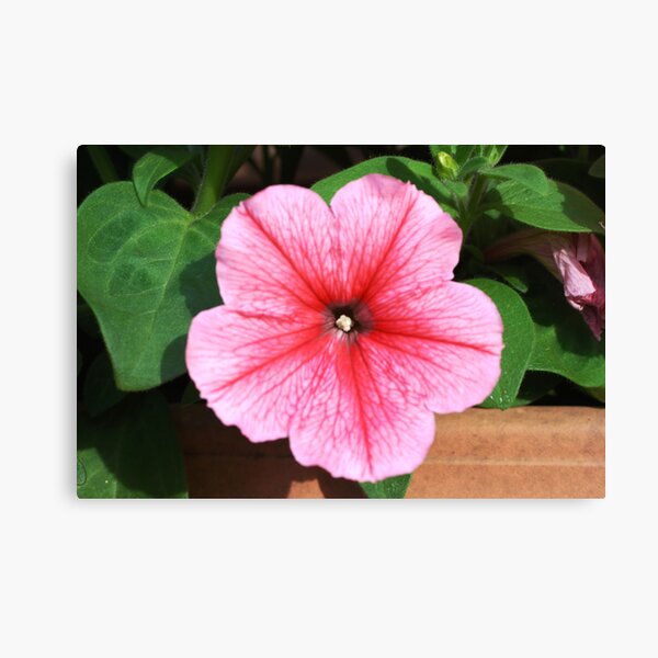 Pink Flower Canvas Print