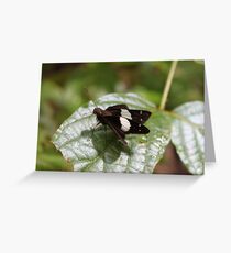 The Black and White Swift Greeting Card
