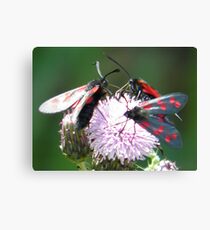 The Six-spot Burnet Canvas Print