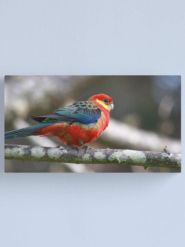 Alternate view of Western Rosella Canvas Print
