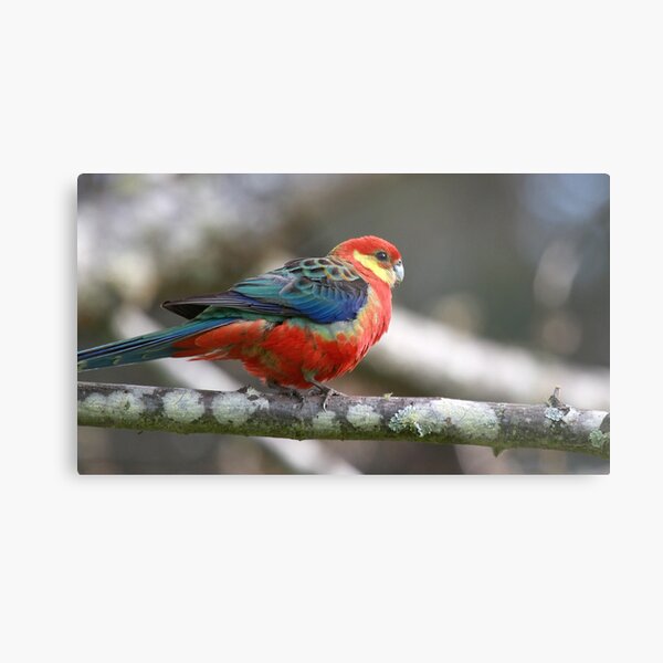 Western Rosella Metal Print