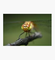 Dragon Fly up close Photographic Print