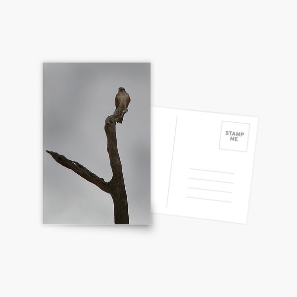 Bird on Tree Postcard