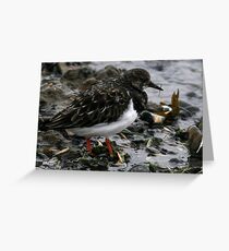 The Turnstone Greeting Card