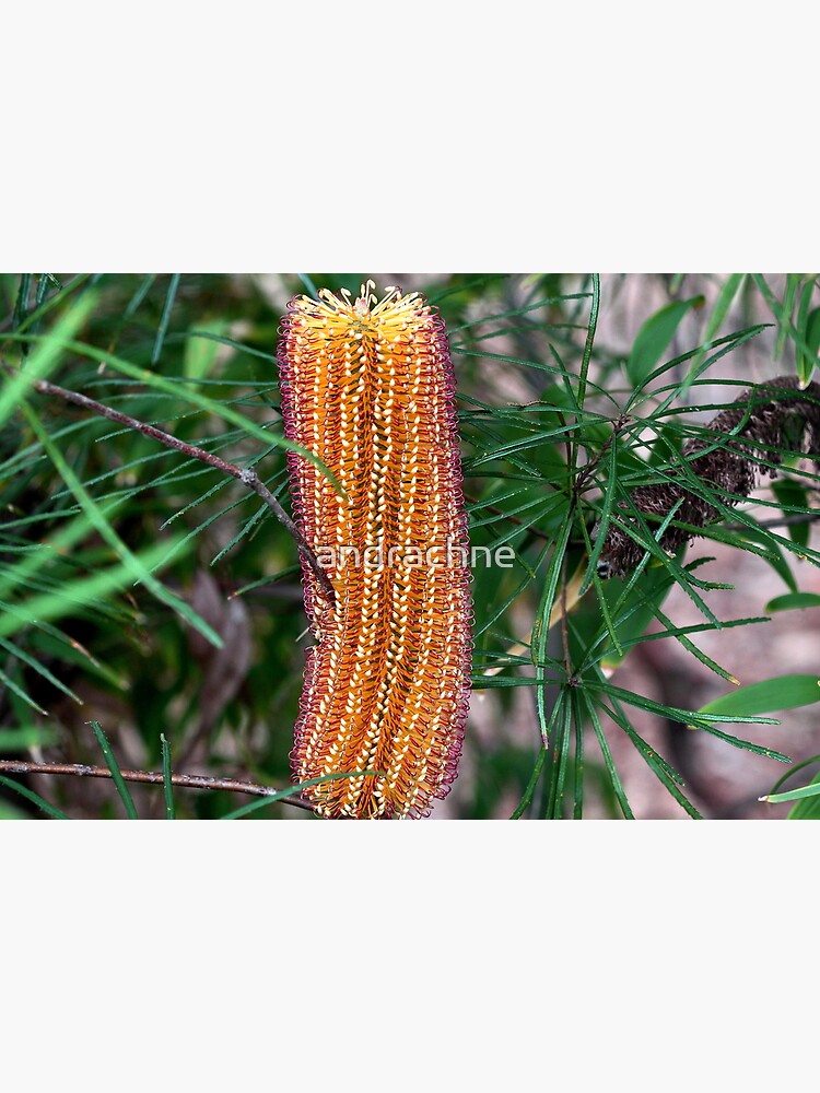 Banksia spinulosa by andrachne