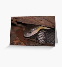 Eastern Brown Snake Greeting Card