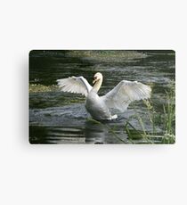 Mr Angry Swan Metal Print