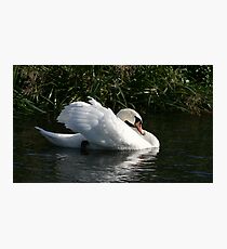 Swan on the river Avon Photographic Print