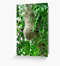 Weaver Bird nest Greeting Card