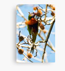 Rainbow lunch 1 Canvas Print