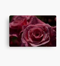 Pink Rose Canvas Print