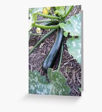 Zucchini Greeting Card