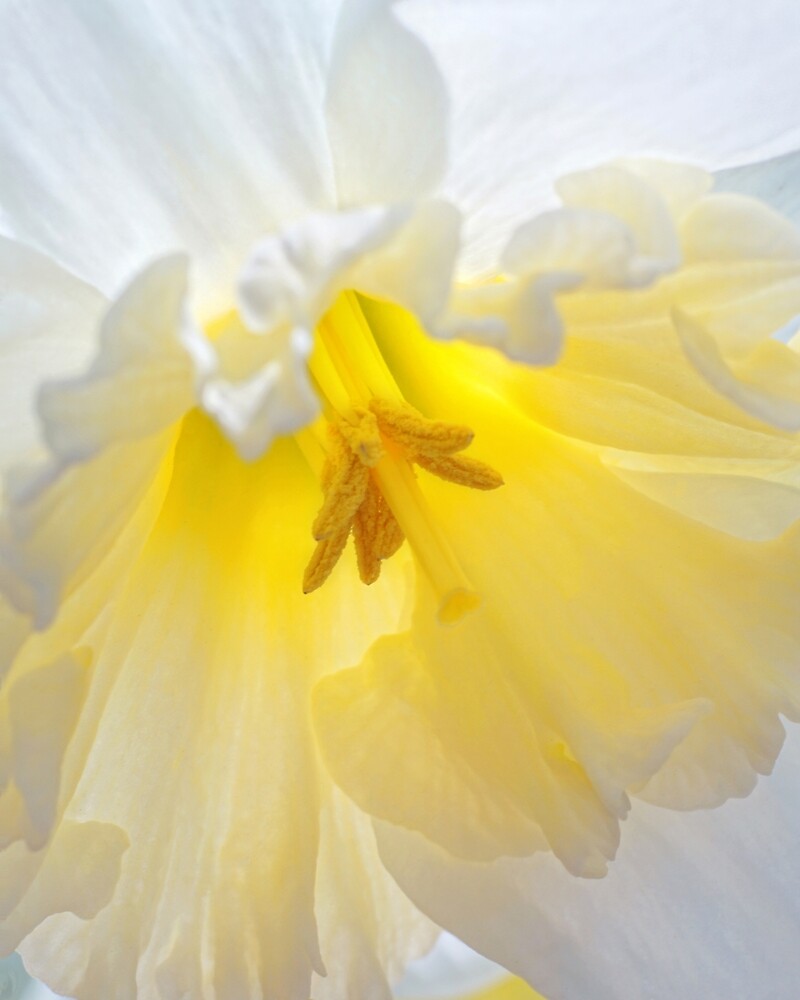 "When Daffodils Bloom" by Kathilee Redbubble