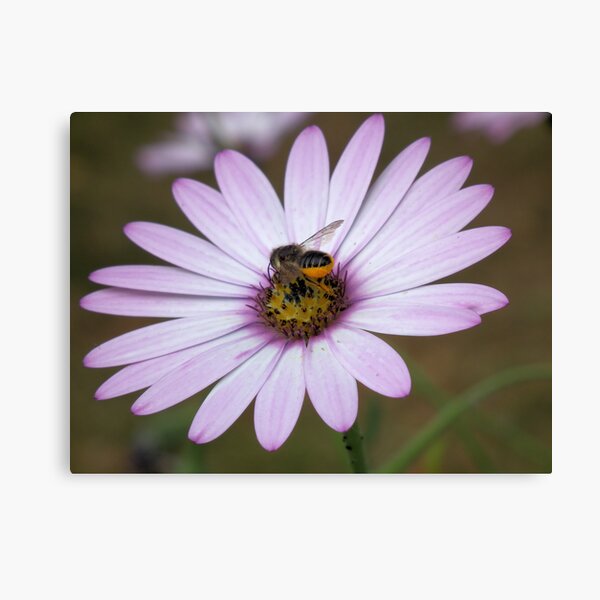 Bee collecting pollen from flower Canvas Print