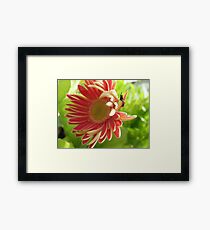 Flippant Gerbera Framed Print