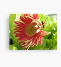 Flippant Gerbera Canvas Print