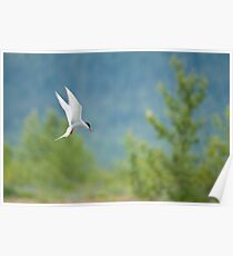 Arctic Tern Poster