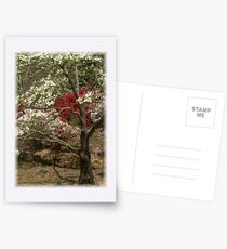 Muskogee Magic Postcards