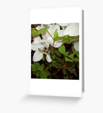 Another Garden Admirer Greeting Card