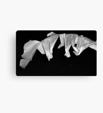 Banana Leaf in Black and White Leinwanddruck