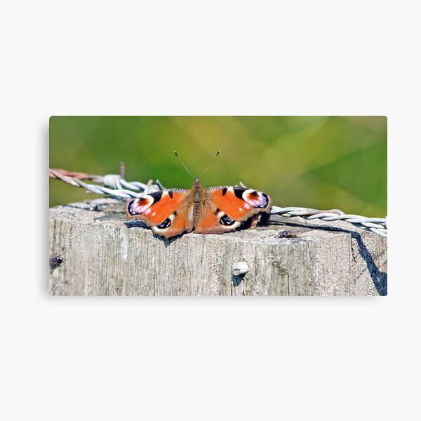 Butterfly 0008 Canvas Print