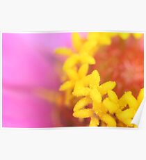 colours Poster