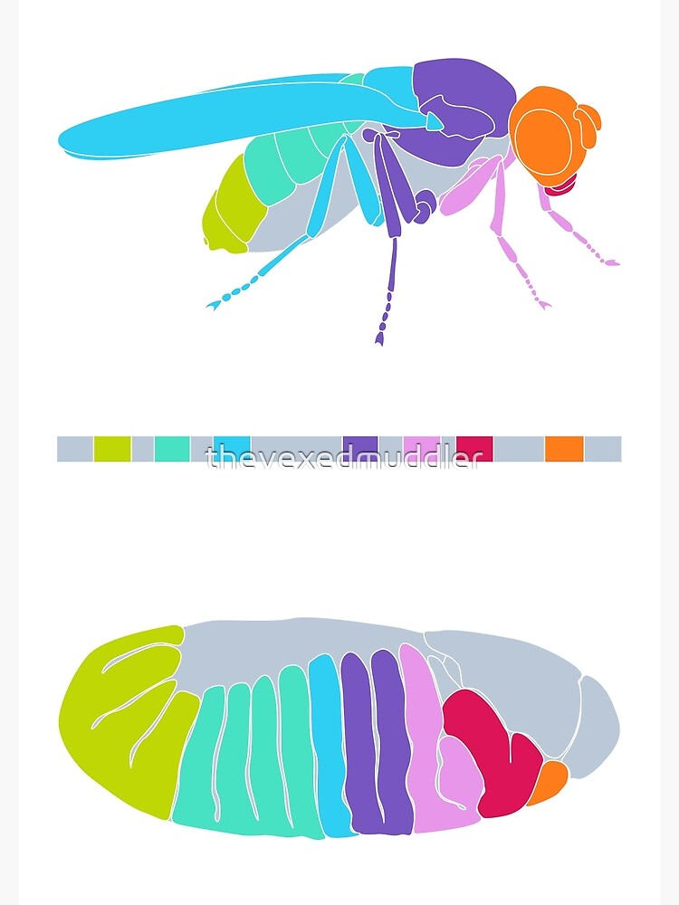 Drosophila Hox Genes by thevexedmuddler