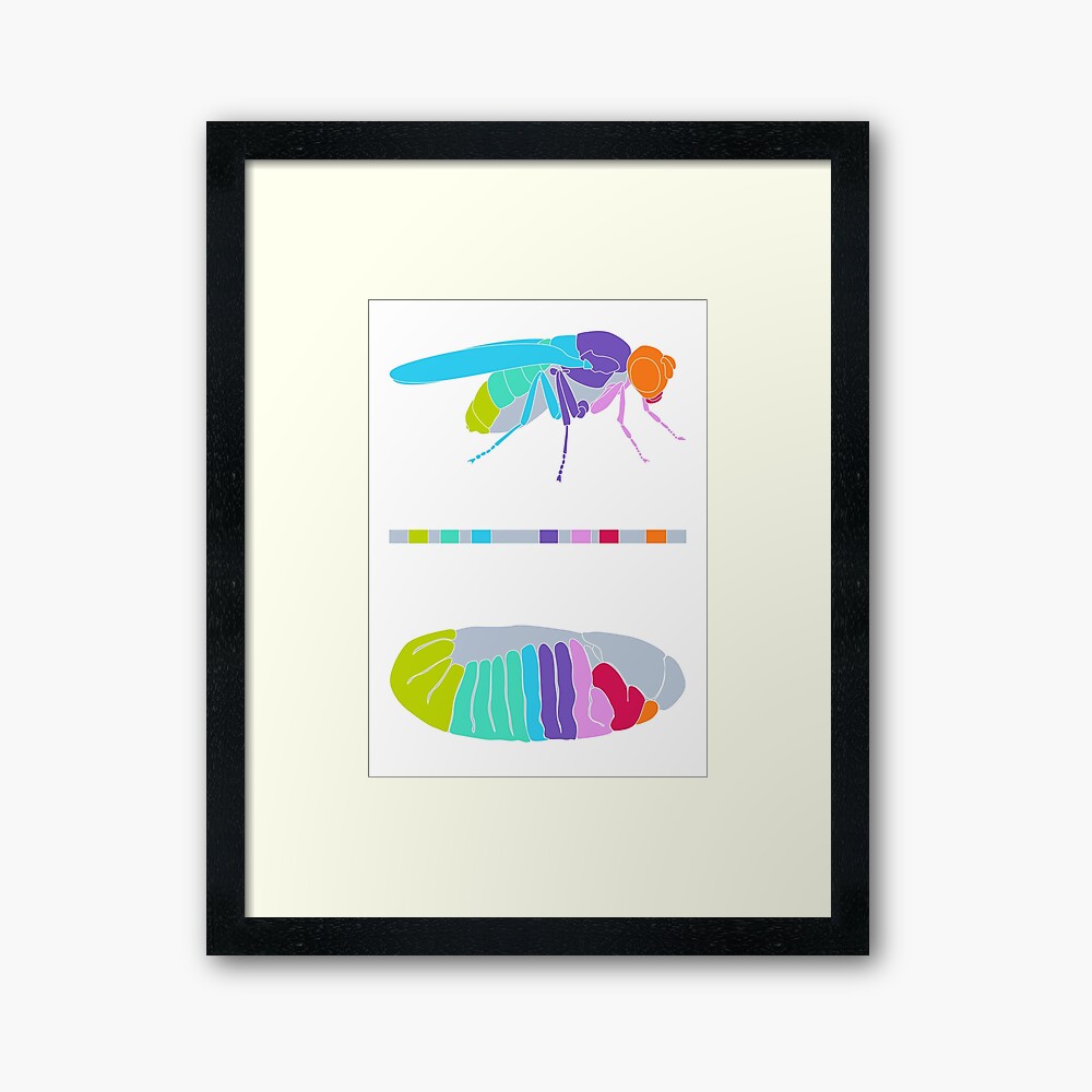 Drosophila Hox Genes Framed Art Print
