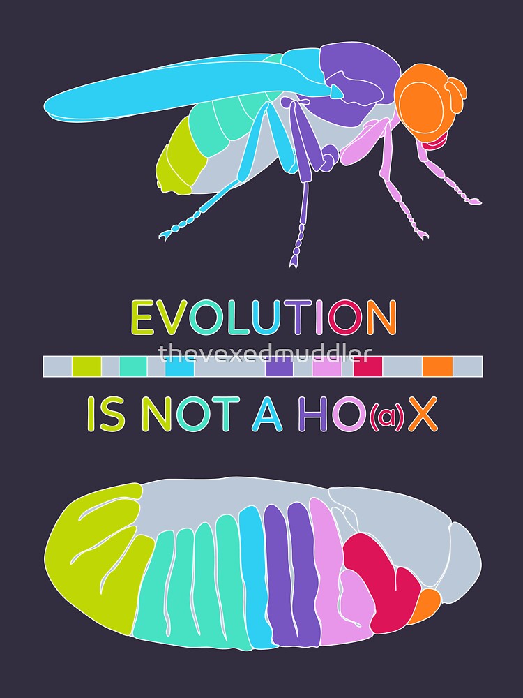 Drosophila Hox Genes - Evolution is not a Ho(a)x by thevexedmuddler