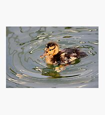 Bad Feather Day Photographic Print