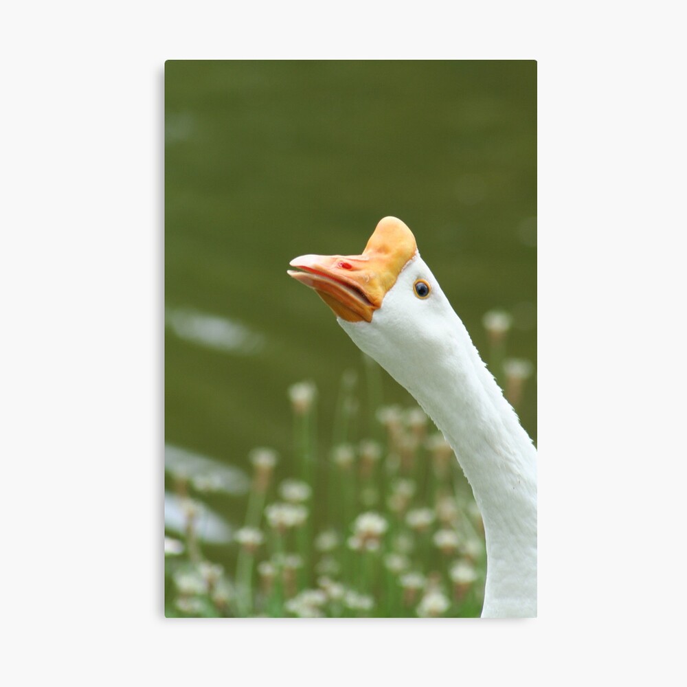 I'm watching you! Canvas Print