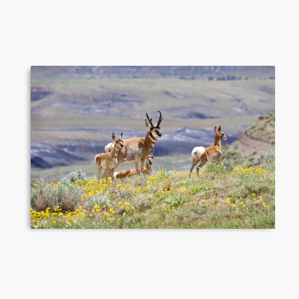 Pronghorn Family Canvas Print