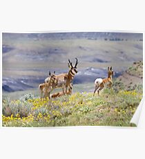 Pronghorn Family Poster