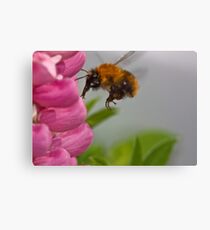 Lupin landing Canvas Print