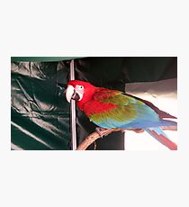 A Stunning Red Macau. Photographic Print