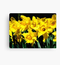 Dancing Daffodils Canvas Print
