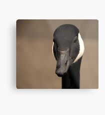 Canada Goose 2 Metal Print