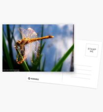Libellule Postcards