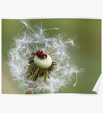 Coccinelle sur pissenlit Poster