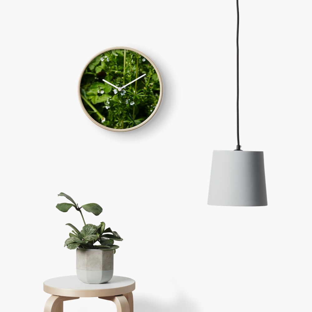 Thyme-leaved Speedwell (Veronica serpyllifolia) Clock