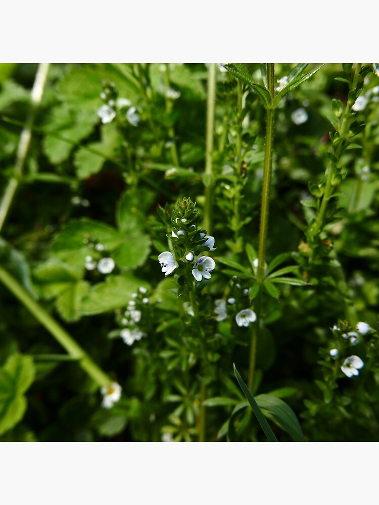 Thyme-leaved Speedwell (Veronica serpyllifolia) by IOMWildFlowers